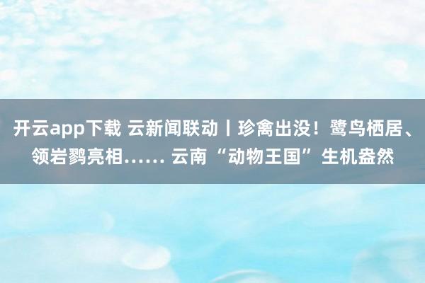 开云app下载 云新闻联动丨珍禽出没!鹭鸟栖居、领岩鹨亮相…… 云南 “动物王国” 生机盎然